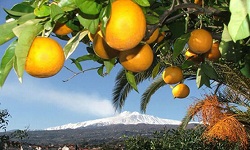 arance-sicilia